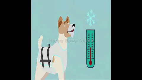 Innovative Aqua Dog Cooling Vest