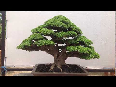 Triển lãm Bonsai Indonesia 2014 do Robert Steven tổ chức