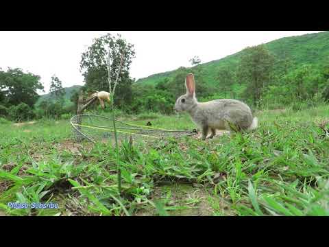 فيديو: كيفية إبعاد الأرانب عن الحديقة