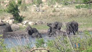 Elephants wallowing in the mud!