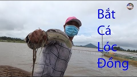 Đẩy côn chì bắt cá lóc đồng dính liên tục ở miền tây P2 | Catch fish