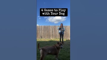 4 Games to Play with Your Dog ✨| #shortsfeed #dogshorts #dogs #subscribe