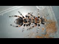 Ссаживание самца и самки паука птицееда вида Brachypelma auratum