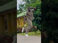 Chley Nkosi X Sbuda MaletherXThama tee - Ngena (Dance video) #viraltalent #danceclips #dancer