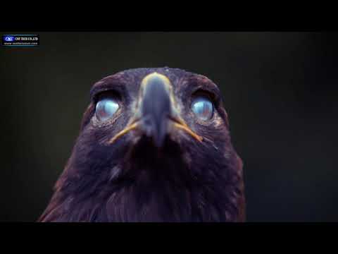 Video Bi Led gầm EAGLE F-LIGHT Aozoom : Đỉnh cao công nghệ... - youtube