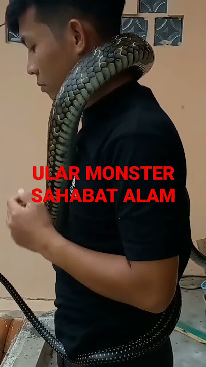 KESEHARIAN SAHABAT ALAM!!! LAGI GAK NGONTEN #sahabatalam #ularbesar #kingcobra #kingkoros