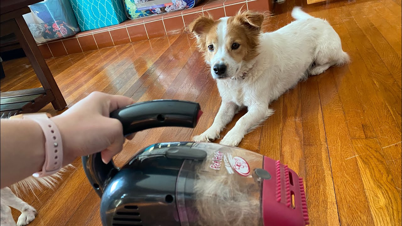 BISSELL Pet Hair Eraser Corded Handheld Vacuum 