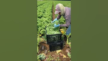 Mô hình trồng cải xoăn kale cho thu nhập ổn định!  #shorts