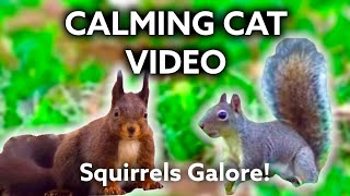 🐈 [VIDEO FOR CATS TO WATCH! ] ~MICE and SQUIRRELS ~ RELAX ENTERTAIN YOUR KITTEN cAT TV by KittyandSloopyTails * 312 views 2 years ago 31 minutes