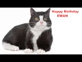 Ewan Cats Gatos Happy Birthday 