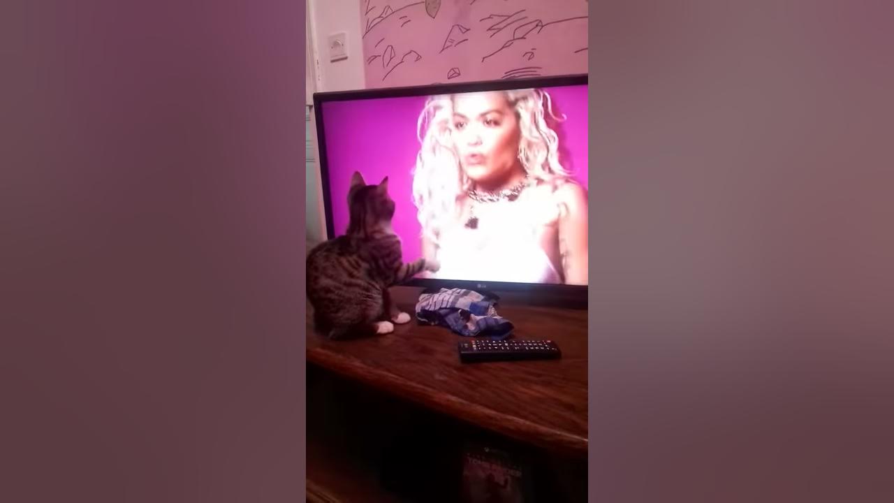 Chat qui regarde la télé YouTube