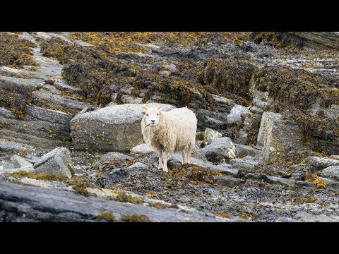 فيديو: أين عشب البحر في اسكتلندا؟