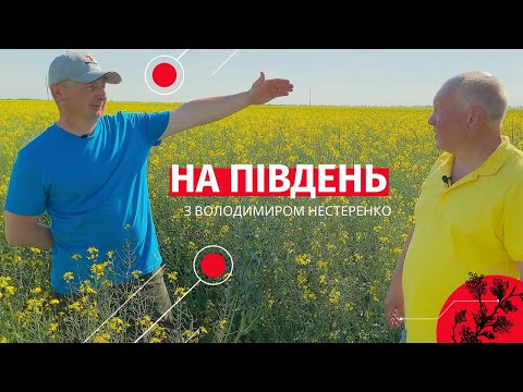 Асканія. Ріпак. Пшениця.