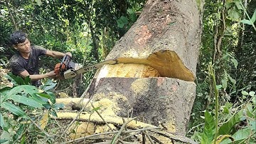 Best skills ‼️ Fast & easy cutting down huge tree with stihl ms382