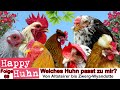 E69 Welches Huhn passt zu mir? Rassewahl - HAPPY HUHN - 50 Hühnerrassen im Vergleich, Hühner Auswahl