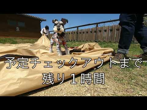 【わんことキャンプ】テントを座布団だと思った犬