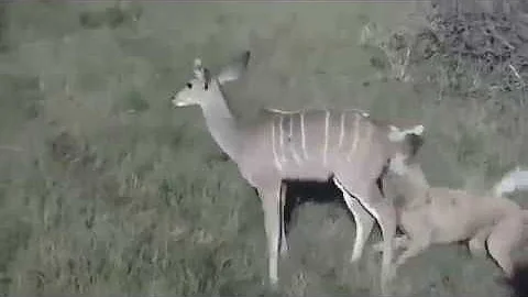 O que os cães selvagens comem?