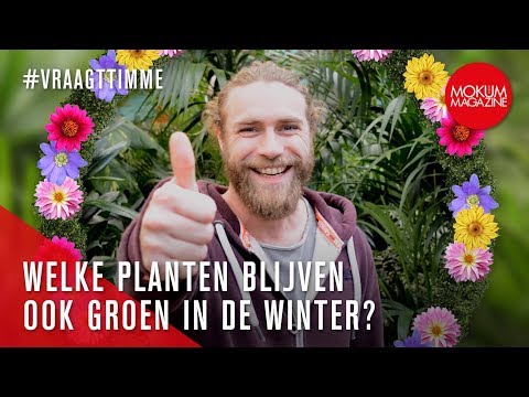 Video: Welke bomen zijn groen in de winter?