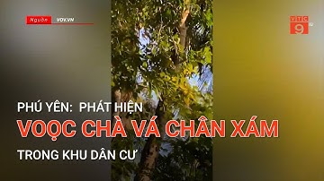 PHÚ YÊN: PHÁT HIỆN VOỌC CHÀ VÁ CHÂN XÁM TRONG KHU DÂN CƯ | VTC9