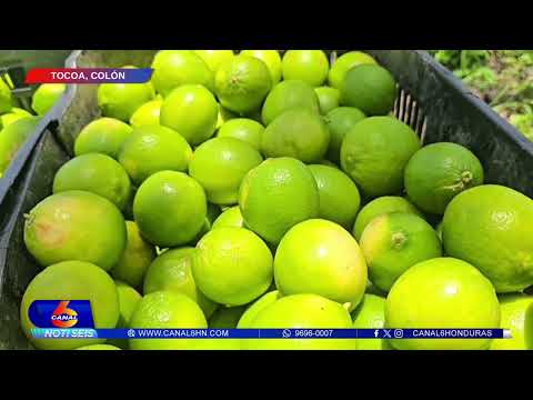 En riesgo producción de dos millones de limones por falta de compradores
