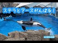 ステラ・アースが頑張る！公開トレーニング　６／２　　名古屋港水族館