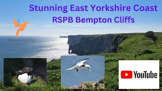 RSPB Bempton Cliffs - East Yorkshire Coast (Apr 24)