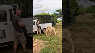 LION Wants Another Meat Treat #cat #wildlife #nature