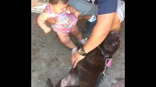 Staffbull Nunny Dog Cães Staffbull Shop Staffordshire Bull Terrier Staffies Staffy Sbt Staffymoments