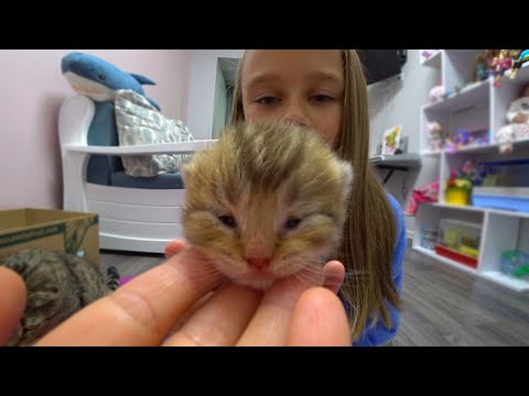Котята начинают открывать глаза! Видео про маму кошку!