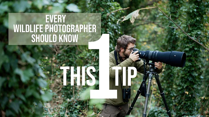 One tip you NEED TO KNOW as a wildlife photographer | Get a shot when it counts! thumbnail
