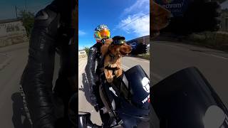 Σκύλος ανεβαίνει πάνω στην μηχανή! #dog #dogs #funny #cockerspaniel #puppy