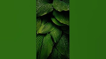 #إسلام_صبحي #تلاوة_خاشعة #تلاوة_هادئة #خواتيم_سورة_المؤمنون #سورة_المؤمنون #قرآن_كريم #اسلام_صبحي