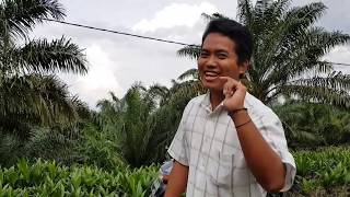 Drone Deploy - Menerbangkan Drone Di Perkebunan Kelapa Sawit