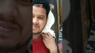 ভালোবাসা কবুতর ??????shorts pigeon viralvideo pigeon trending shortsvideo