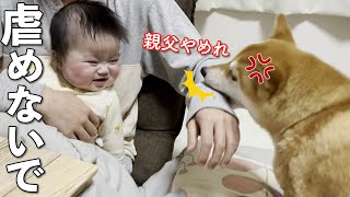 赤ちゃんをあやしてたら勘違いした柴犬が止めに来た