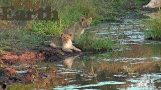 WildEarth - Sunrise Safari - 5 July 2020