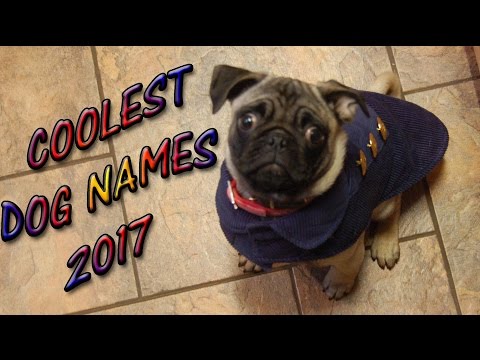 COOLEST DOG NAMES ?BEST PET NAMES Puppies  ?