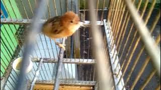 Cici Padi Sawah Gacor Dor 5