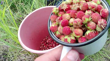 Клубника лесная в Челябинске. Сбор клубники для заготовки на зиму. Не упустите сезон. Урожай в 2022