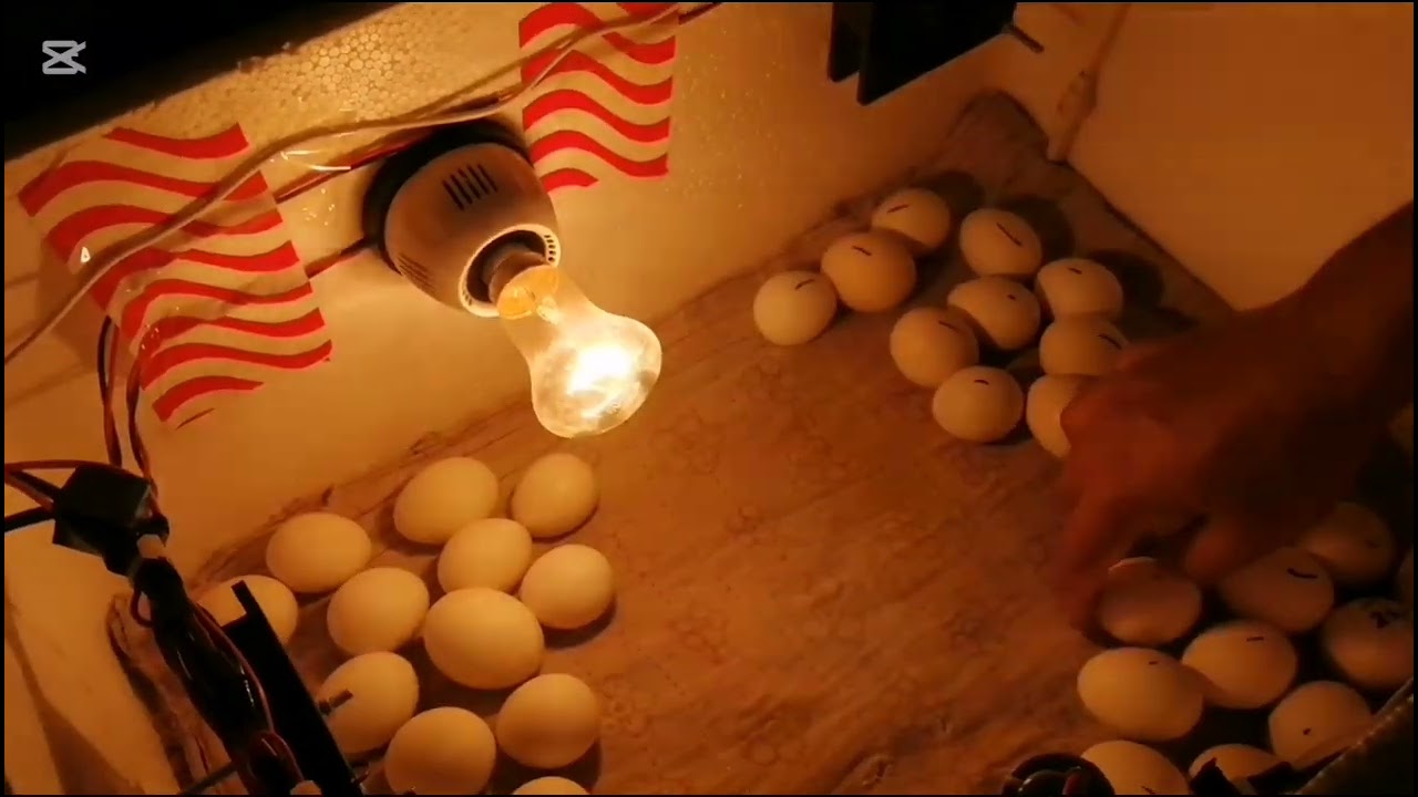 আলহামদুলিল্লাহ@অটো সিমি ইনকিউবেটর 