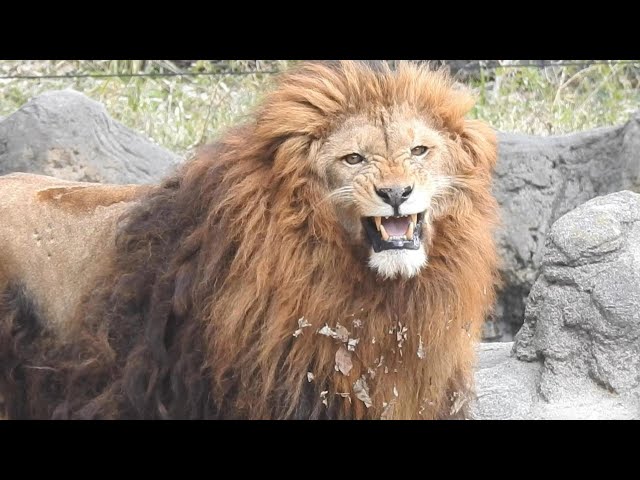 おそらく日本一の毛量を持つライオン（ネオとさくら）とべ動物園