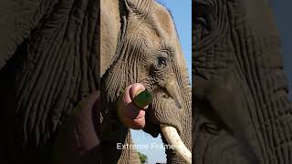 Help the elephant  #ai #animals #shorts #elephant #birds
