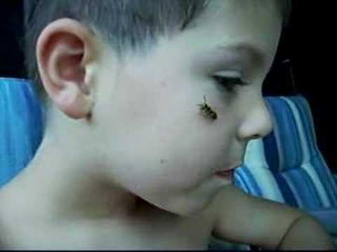 Keine Angst Vor Wespen Youtube