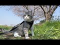 猫が初めてお花見に行ったら楽しすぎてこうなりました笑