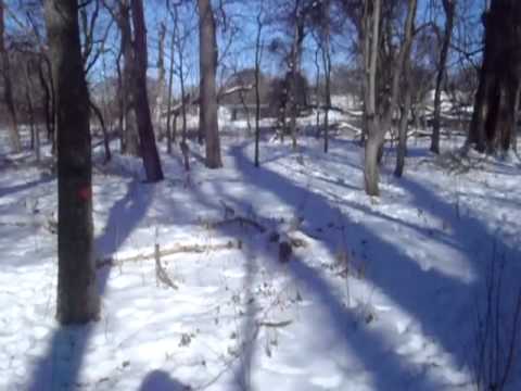 Rigsby and Stella Playing Keep-Away in the Snow