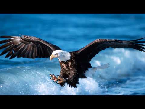 طير في السما ومالوش عنوان