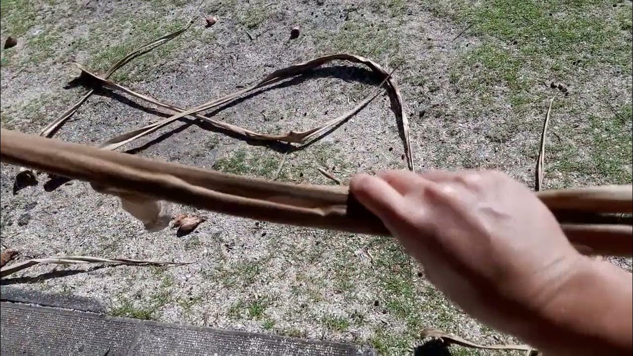 how-to-gather-lauhala-leaves-getchoweaveon-lauhalaweaving-youtube