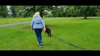 Building focus  young Gordon Setter