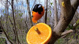 World's simplest feeder attracts truly beautiful bird