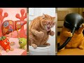 Why is this cute cat (kitten) like this?[part 13]